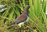 New Zealand Pigeon